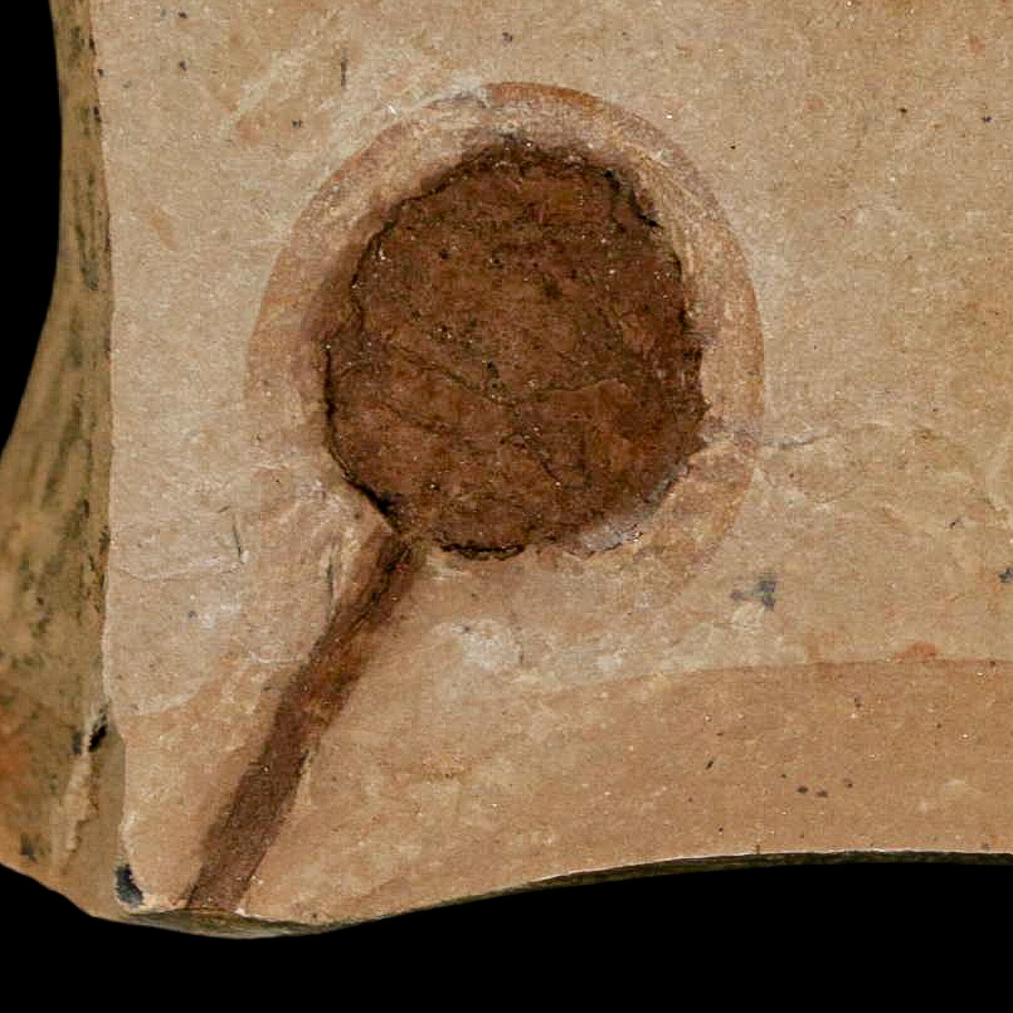 1.3" Rare Fossil Pistillate Cone Metasequoia Dawn Redwood Oligocene Age MT COA - Fossil Age Minerals