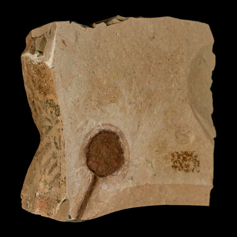1.3" Rare Fossil Pistillate Cone Metasequoia Dawn Redwood Oligocene Age MT COA - Fossil Age Minerals
