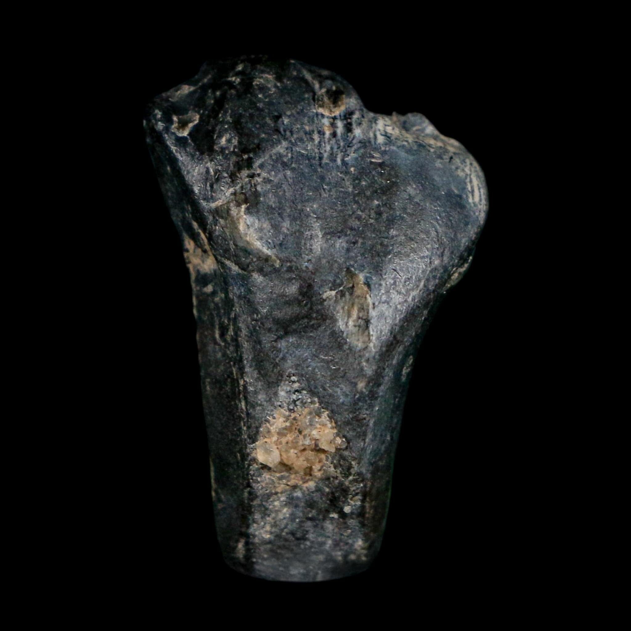 0.9" Ouranosaurus Fossil Tooth Cretaceous Age Iguanodontid Dinosaur Niger
