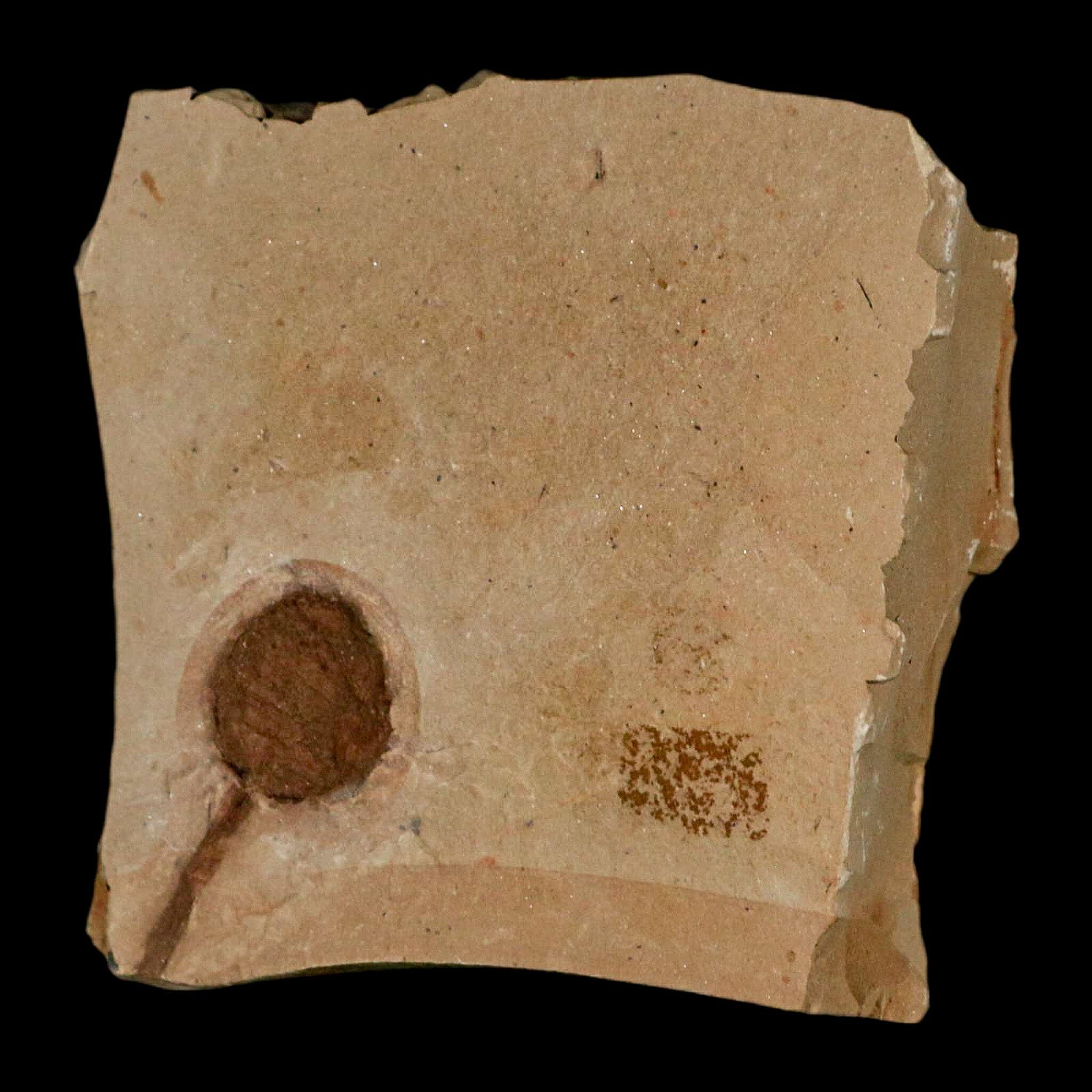 1.3" Rare Fossil Pistillate Cone Metasequoia Dawn Redwood Oligocene Age MT COA - Fossil Age Minerals
