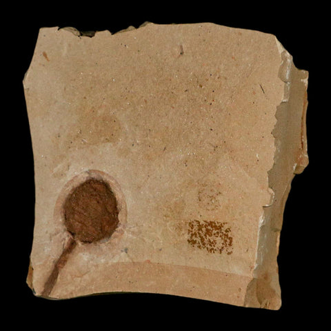 1.3" Rare Fossil Pistillate Cone Metasequoia Dawn Redwood Oligocene Age MT COA - Fossil Age Minerals