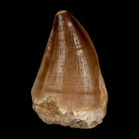 XL 2" Mosasaur Prognathodon Fossil Tooth Cretaceous Dinosaur Era COA & Stand