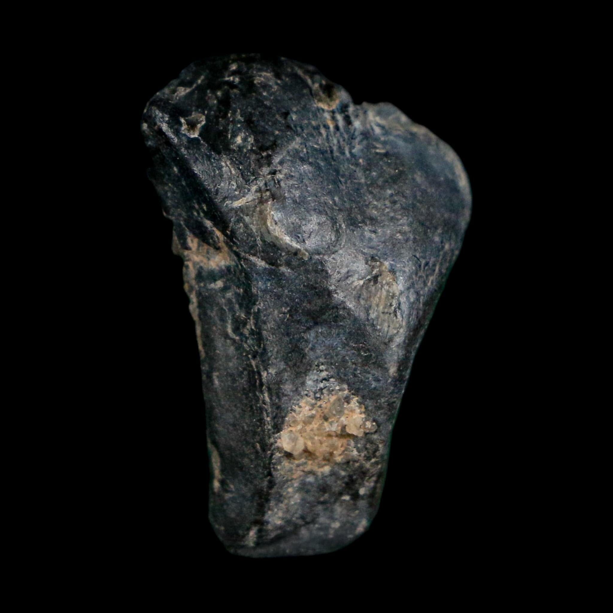 0.9" Ouranosaurus Fossil Tooth Cretaceous Age Iguanodontid Dinosaur Niger
