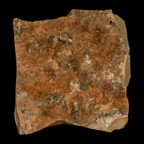 1.3" Rare Fossil Pistillate Cone Metasequoia Dawn Redwood Oligocene Age MT COA - Fossil Age Minerals