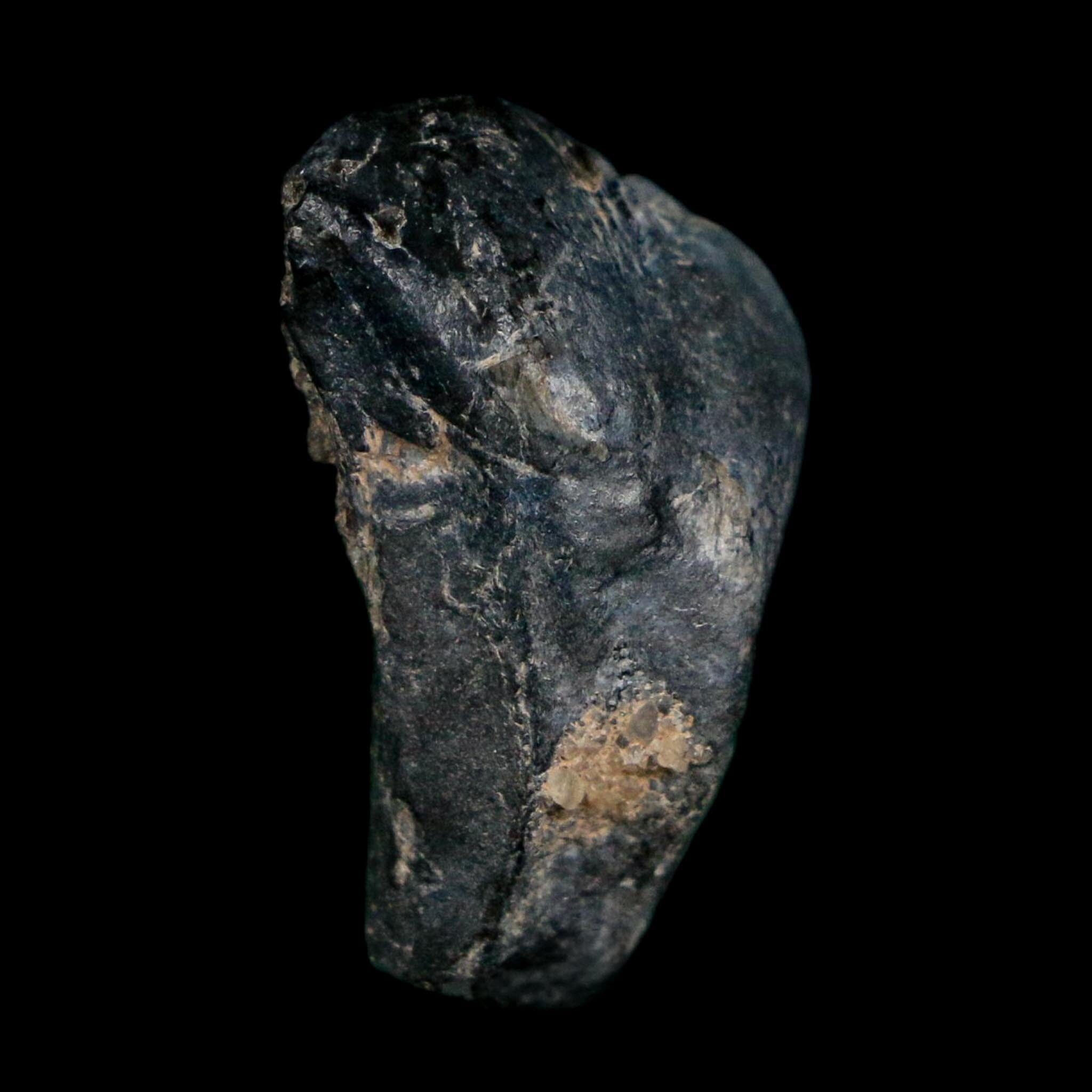 0.9" Ouranosaurus Fossil Tooth Cretaceous Age Iguanodontid Dinosaur Niger