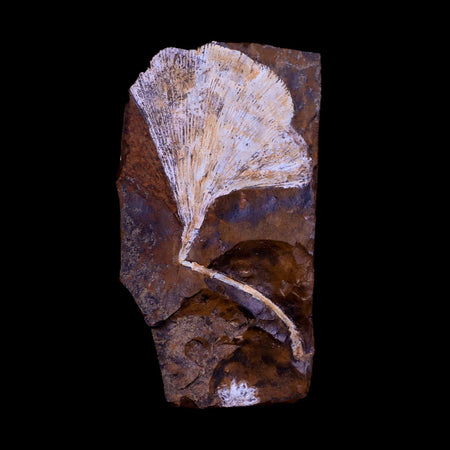 4.3" Detailed Ginkgo Cranei Fossil Plant Leaf Morton County, ND Paleocene Age COA