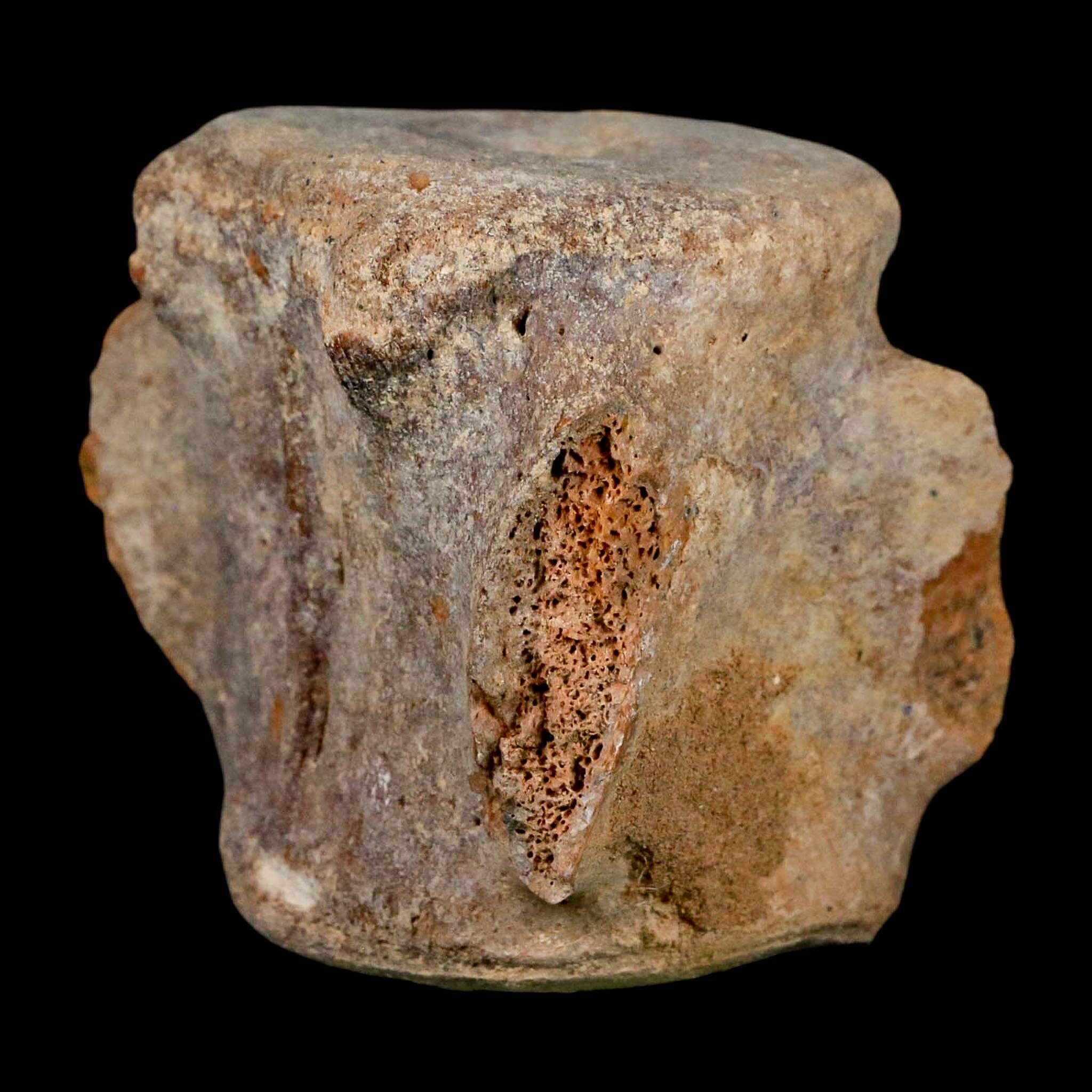 3.4" Basilosaurus Vertebrae Fossil Prehistoric Whale 34 Mil Yrs Old Late Eocene COA - Fossil Age Minerals