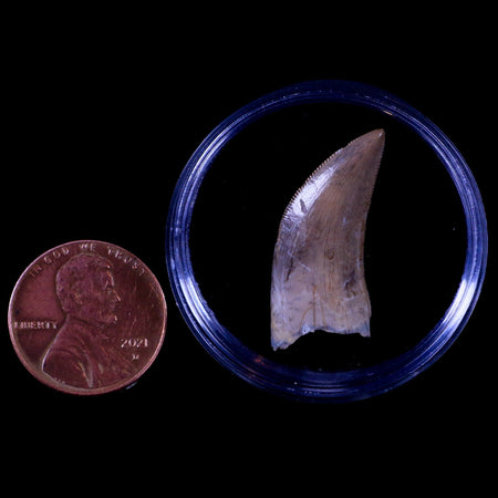 1.1" Albertosaurus Tyrannosaur Serrated Fossil Tooth Dinosaur Judith River FM MT COA