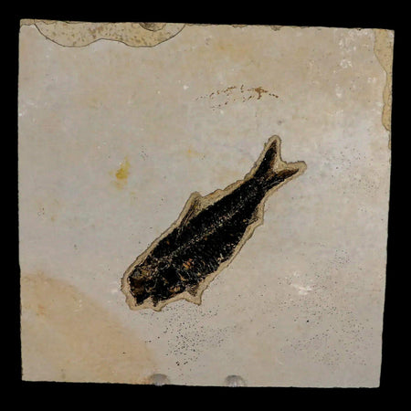 XL 4.3" Knightia Eocaena Fossil Fish Green River FM WY Eocene Age COA & Stand