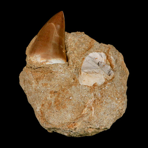 1.6" Mosasaur Prognathodon Fossil Tooth In Matrix Cretaceous Dinosaur Era COA