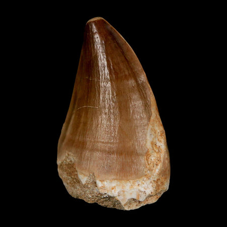 XL 2" Mosasaur Prognathodon Fossil Tooth Cretaceous Dinosaur Era COA & Stand