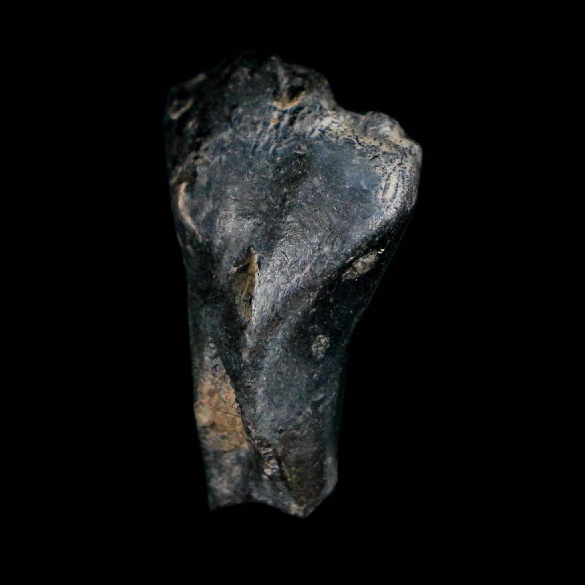 0.9" Ouranosaurus Fossil Tooth Cretaceous Age Iguanodontid Dinosaur Niger