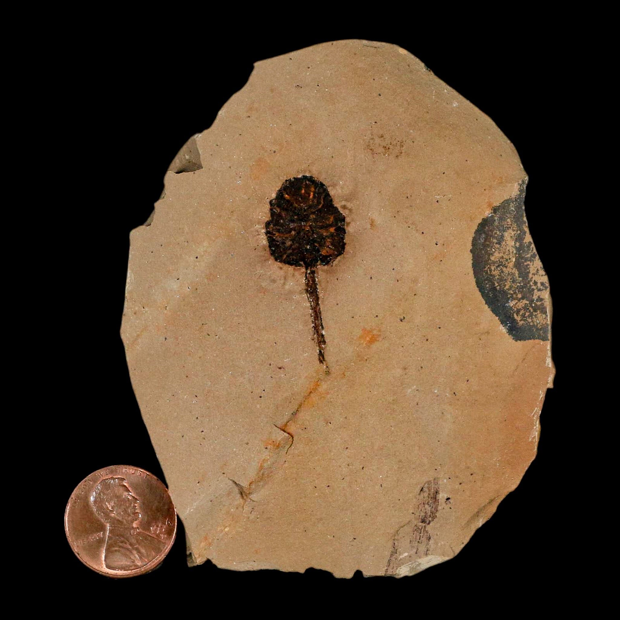 1.2" Rare Fossil Pistillate Cone Metasequoia Dawn Redwood Oligocene Age MT COA - Fossil Age Minerals