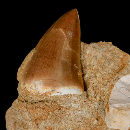 1.6" Mosasaur Prognathodon Fossil Tooth In Matrix Cretaceous Dinosaur Era COA