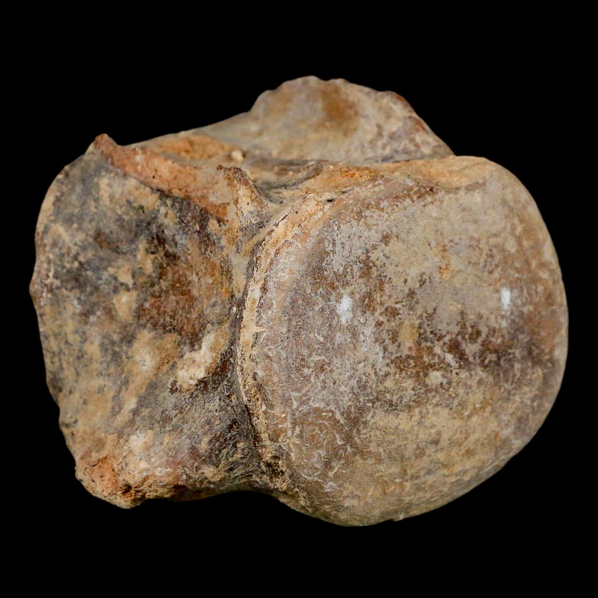 3.9" Basilosaurus Vertebrae Fossil Prehistoric Whale 34 Mil Yrs Old Late Eocene COA - Fossil Age Minerals