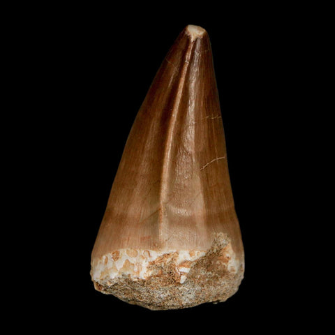 XL 2" Mosasaur Prognathodon Fossil Tooth Cretaceous Dinosaur Era COA & Stand