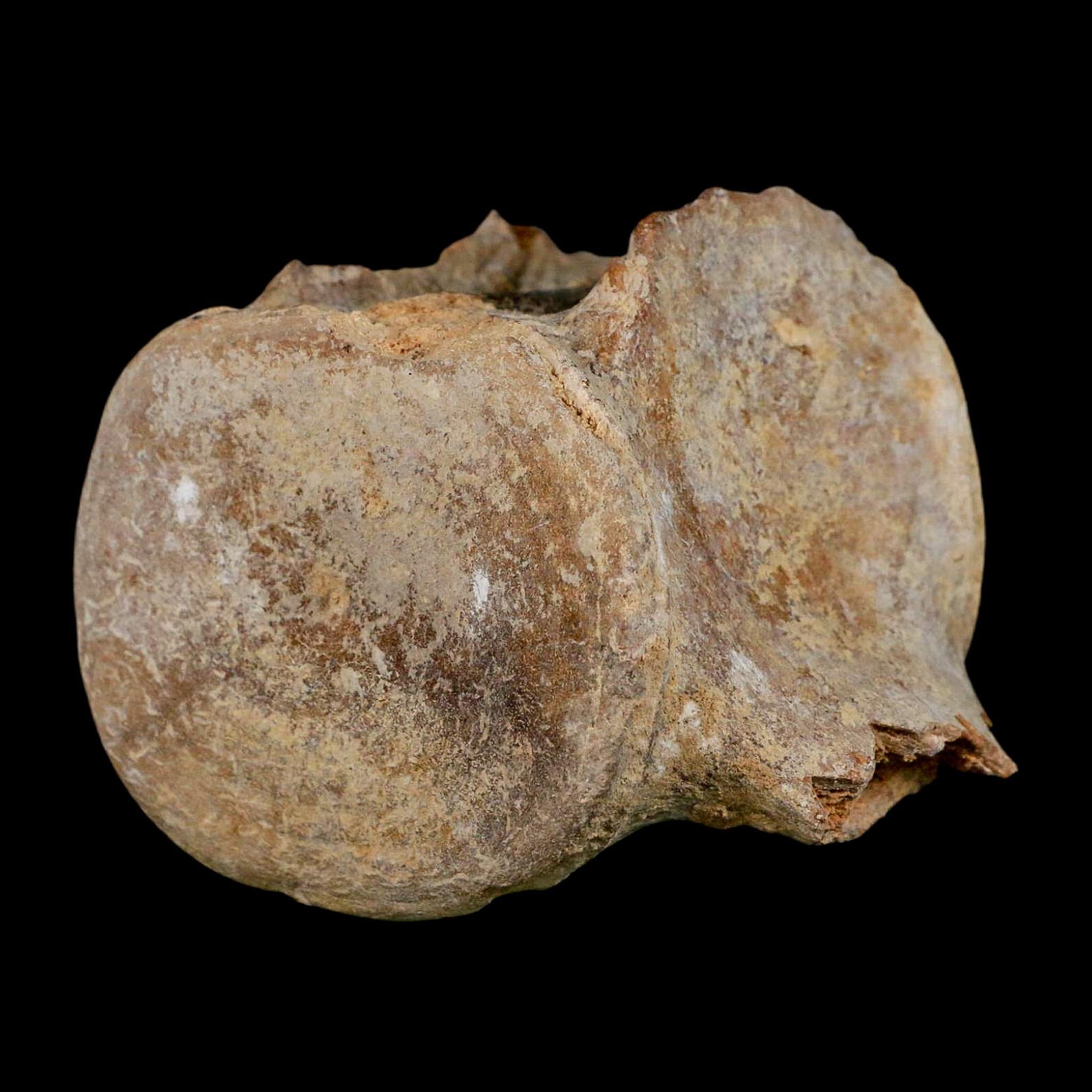 3.9" Basilosaurus Vertebrae Fossil Prehistoric Whale 34 Mil Yrs Old Late Eocene COA - Fossil Age Minerals