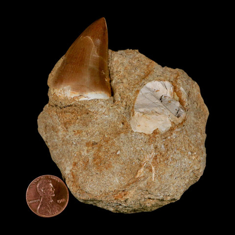 1.6" Mosasaur Prognathodon Fossil Tooth In Matrix Cretaceous Dinosaur Era COA