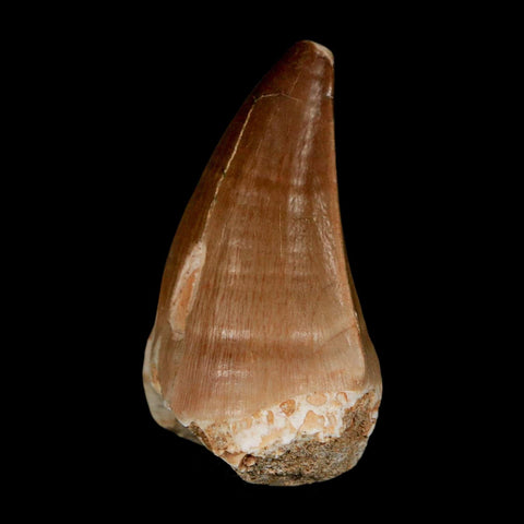 XL 2" Mosasaur Prognathodon Fossil Tooth Cretaceous Dinosaur Era COA & Stand