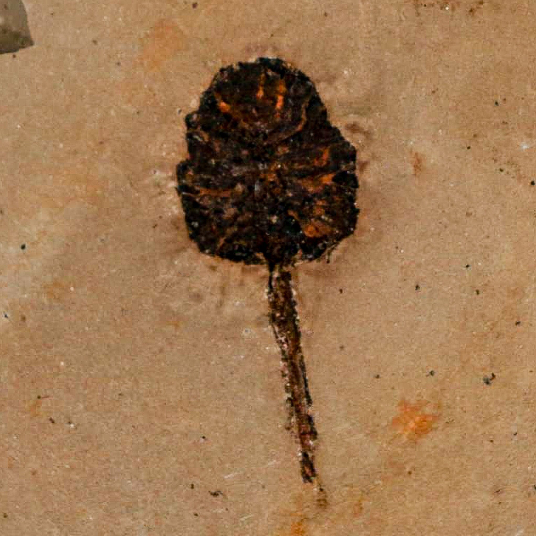 1.2" Rare Fossil Pistillate Cone Metasequoia Dawn Redwood Oligocene Age MT COA - Fossil Age Minerals