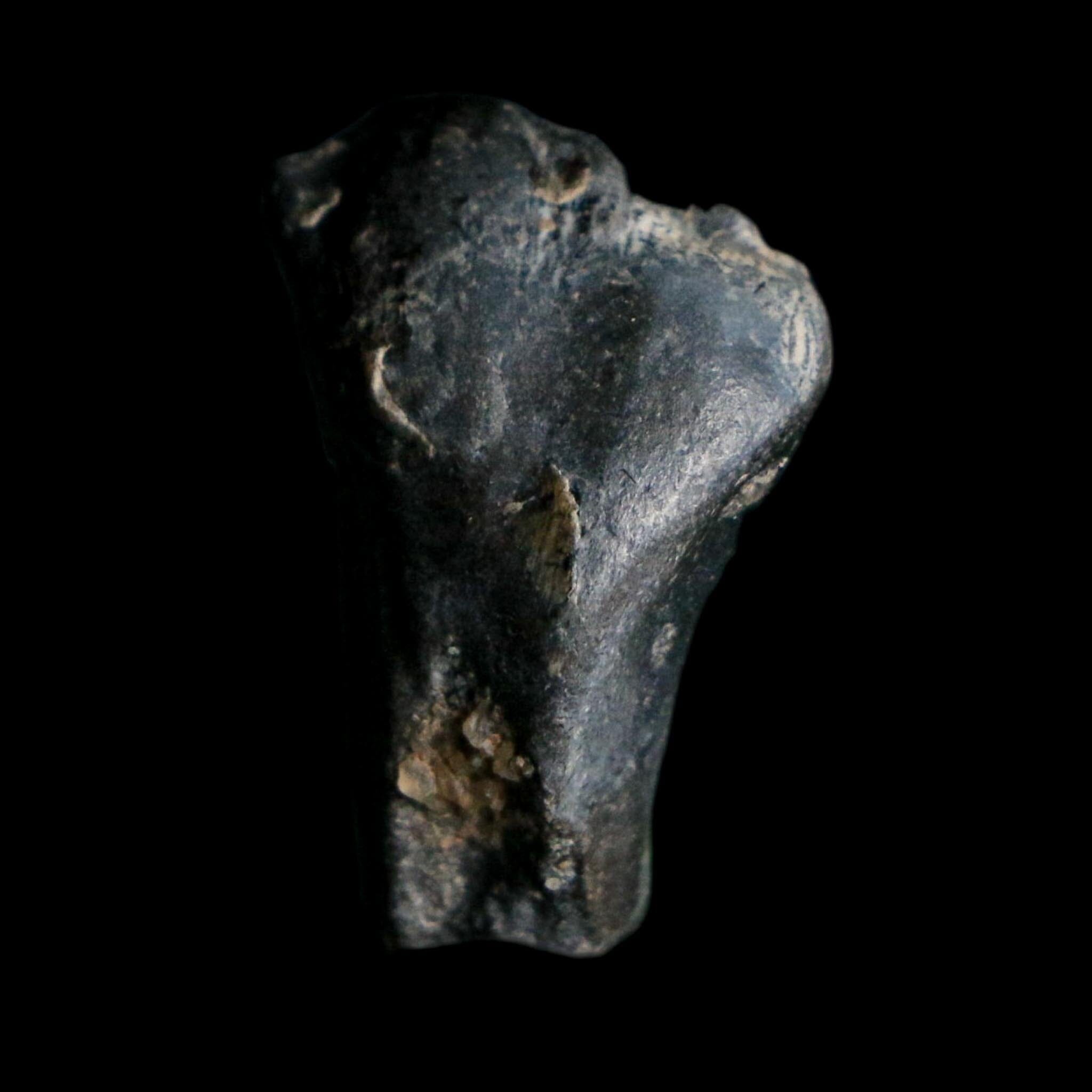 0.9" Ouranosaurus Fossil Tooth Cretaceous Age Iguanodontid Dinosaur Niger