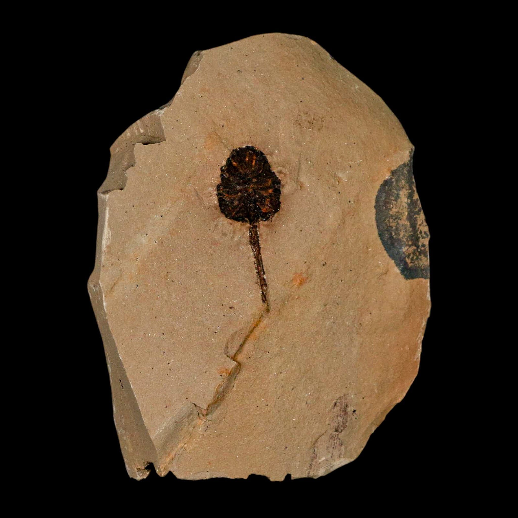 1.2" Rare Fossil Pistillate Cone Metasequoia Dawn Redwood Oligocene Age MT COA - Fossil Age Minerals