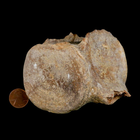 3.9" Basilosaurus Vertebrae Fossil Prehistoric Whale 34 Mil Yrs Old Late Eocene COA - Fossil Age Minerals