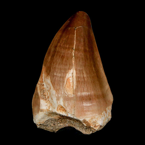 XL 2" Mosasaur Prognathodon Fossil Tooth Cretaceous Dinosaur Era COA & Stand