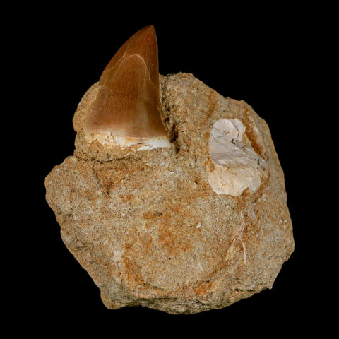 1.6" Mosasaur Prognathodon Fossil Tooth In Matrix Cretaceous Dinosaur Era COA