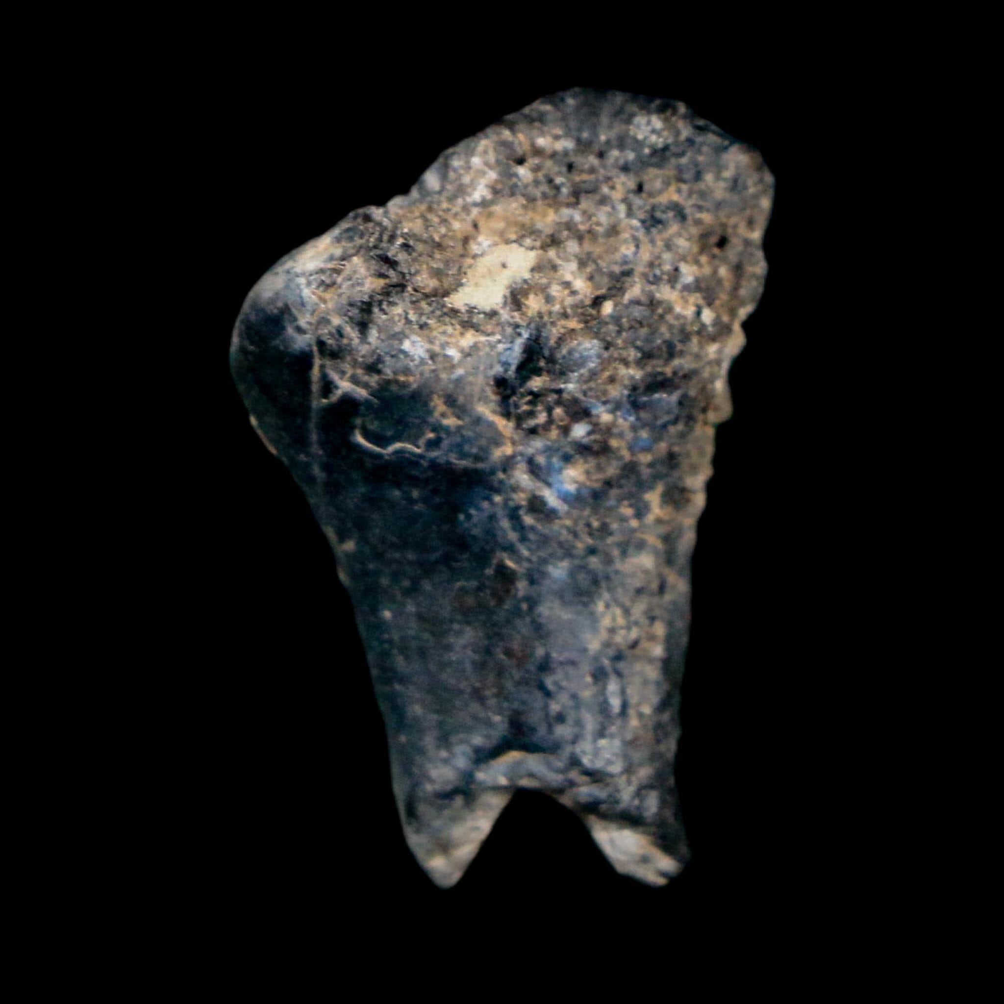 0.9" Ouranosaurus Fossil Tooth Cretaceous Age Iguanodontid Dinosaur Niger