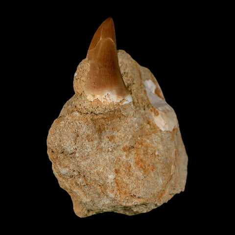 1.6" Mosasaur Prognathodon Fossil Tooth In Matrix Cretaceous Dinosaur Era COA