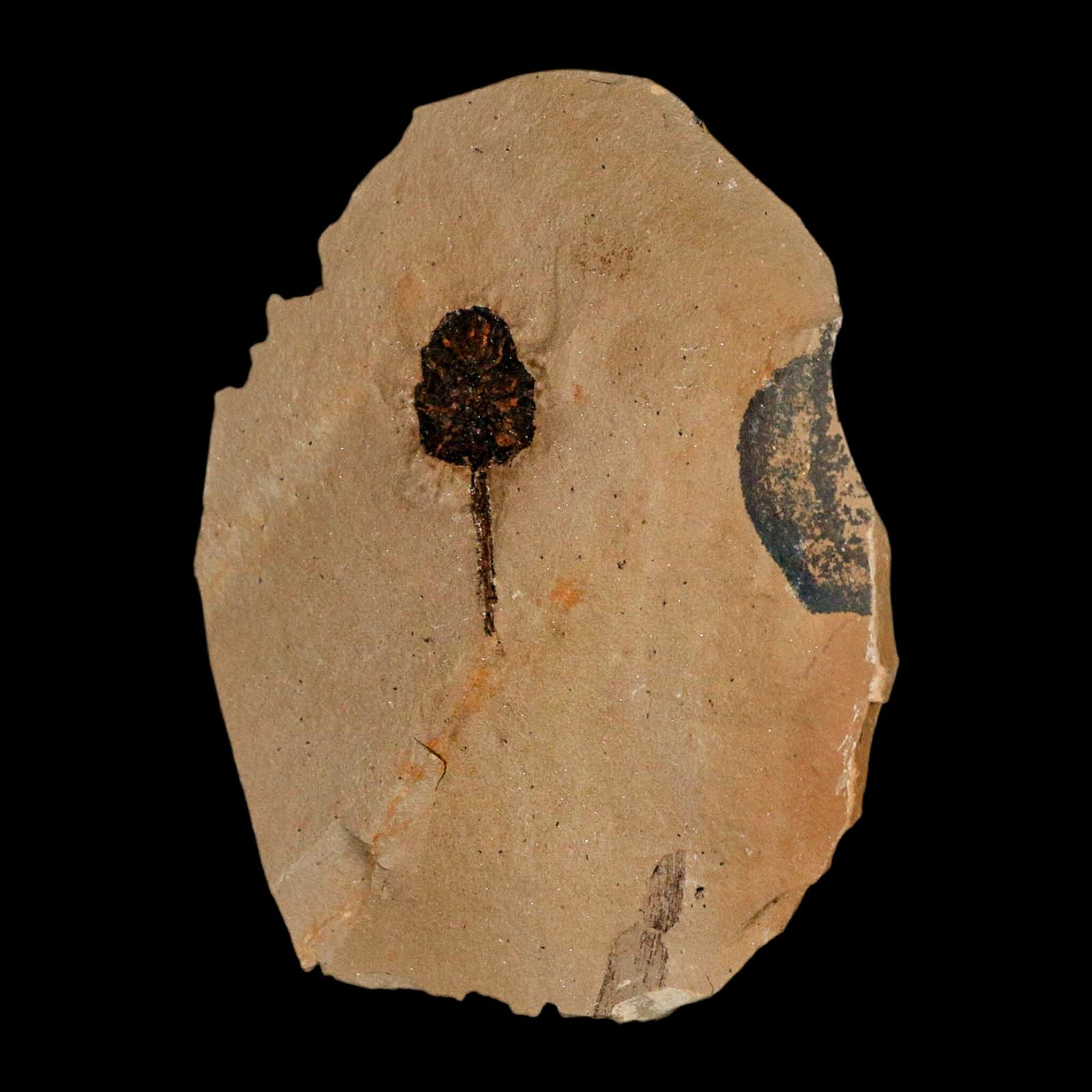 1.2" Rare Fossil Pistillate Cone Metasequoia Dawn Redwood Oligocene Age MT COA - Fossil Age Minerals