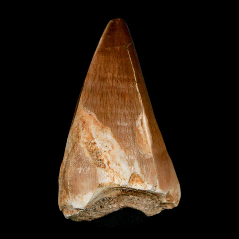 XL 2" Mosasaur Prognathodon Fossil Tooth Cretaceous Dinosaur Era COA & Stand