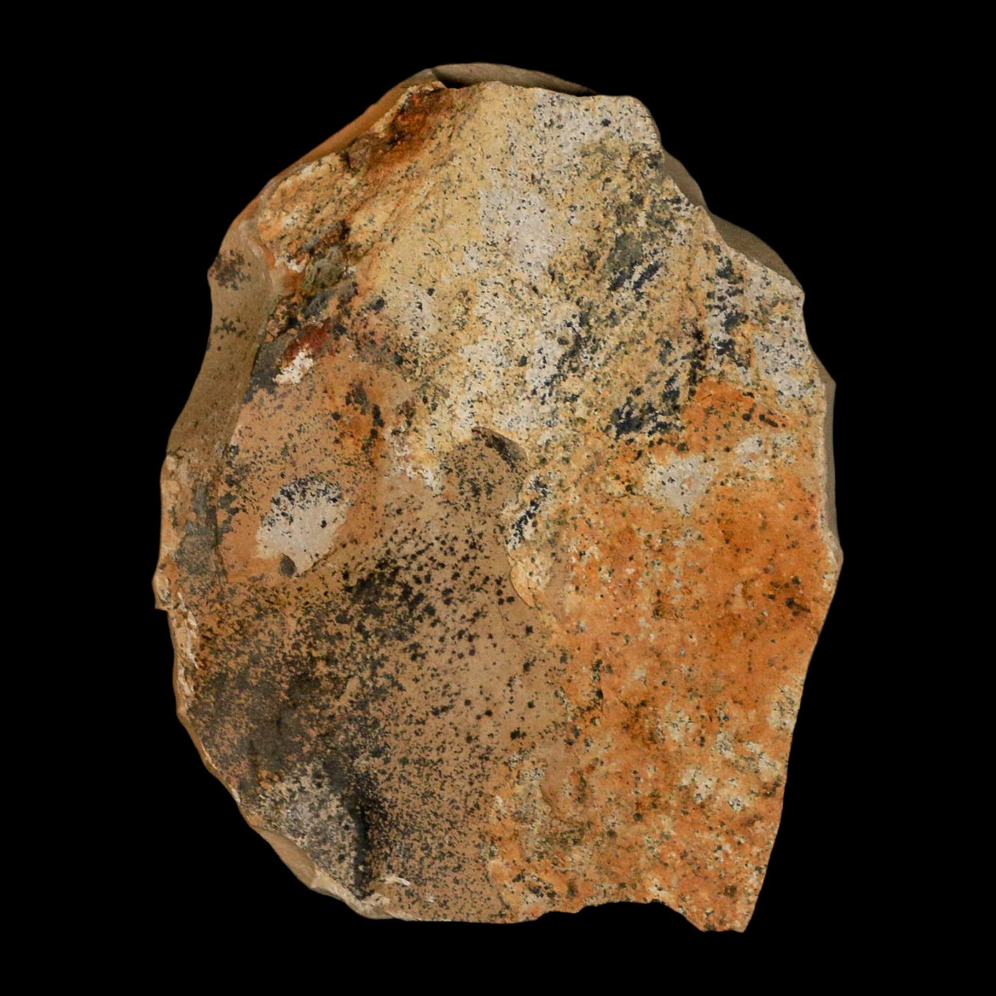 1.2" Rare Fossil Pistillate Cone Metasequoia Dawn Redwood Oligocene Age MT COA - Fossil Age Minerals