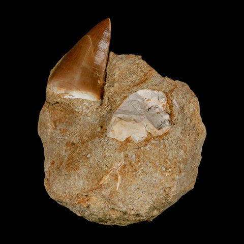 1.6" Mosasaur Prognathodon Fossil Tooth In Matrix Cretaceous Dinosaur Era COA