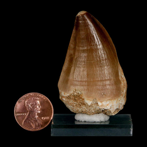 XL 2" Mosasaur Prognathodon Fossil Tooth Cretaceous Dinosaur Era COA & Stand