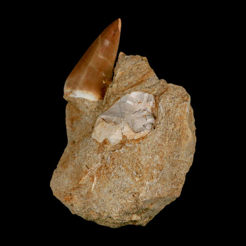 1.6" Mosasaur Prognathodon Fossil Tooth In Matrix Cretaceous Dinosaur Era COA