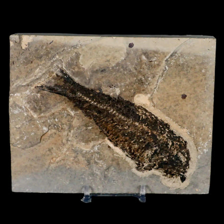 XL 4.8" Knightia Eocaena Fossil Fish Green River FM WY Eocene Age COA & Stand