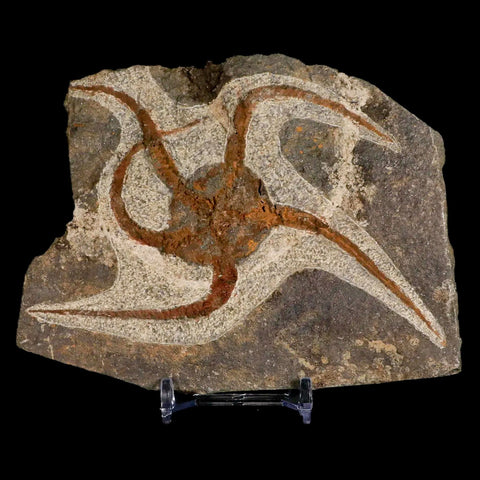 4.7" Brittlestar Ophiura Sp Starfish Fossil Ordovician Age Morocco COA & Stand - Fossil Age Minerals