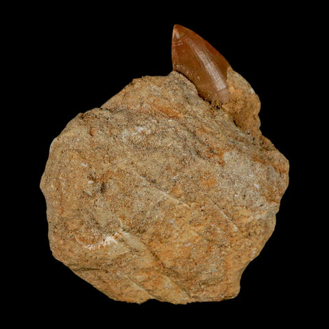 1.6" Mosasaur Prognathodon Fossil Tooth In Matrix Cretaceous Dinosaur Era COA