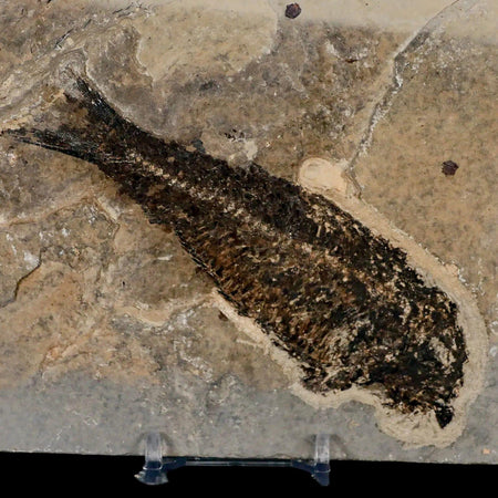 XL 4.8" Knightia Eocaena Fossil Fish Green River FM WY Eocene Age COA & Stand