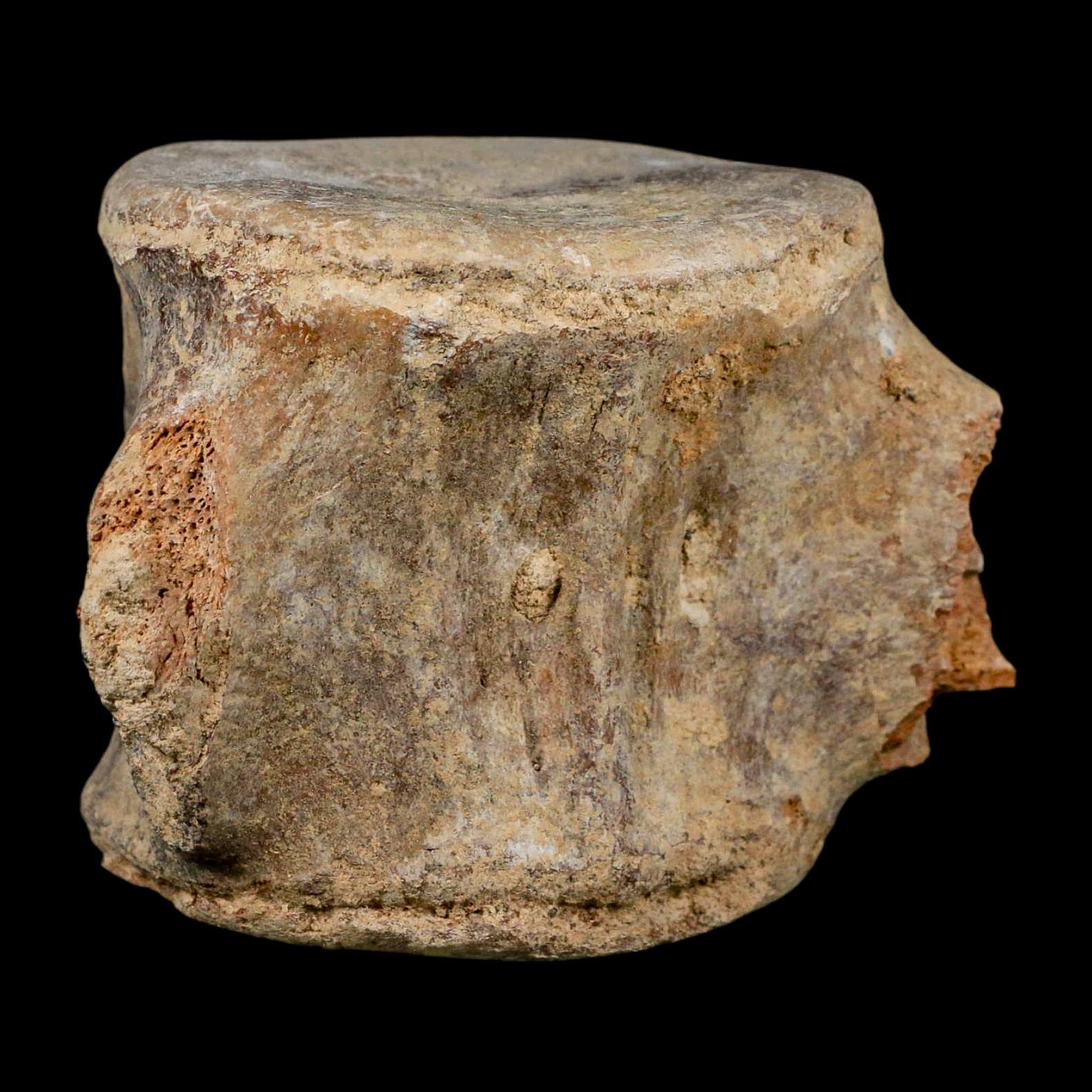 3.9" Basilosaurus Vertebrae Fossil Prehistoric Whale 34 Mil Yrs Old Late Eocene COA - Fossil Age Minerals