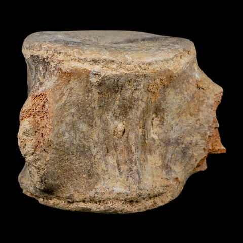 3.9" Basilosaurus Vertebrae Fossil Prehistoric Whale 34 Mil Yrs Old Late Eocene COA - Fossil Age Minerals