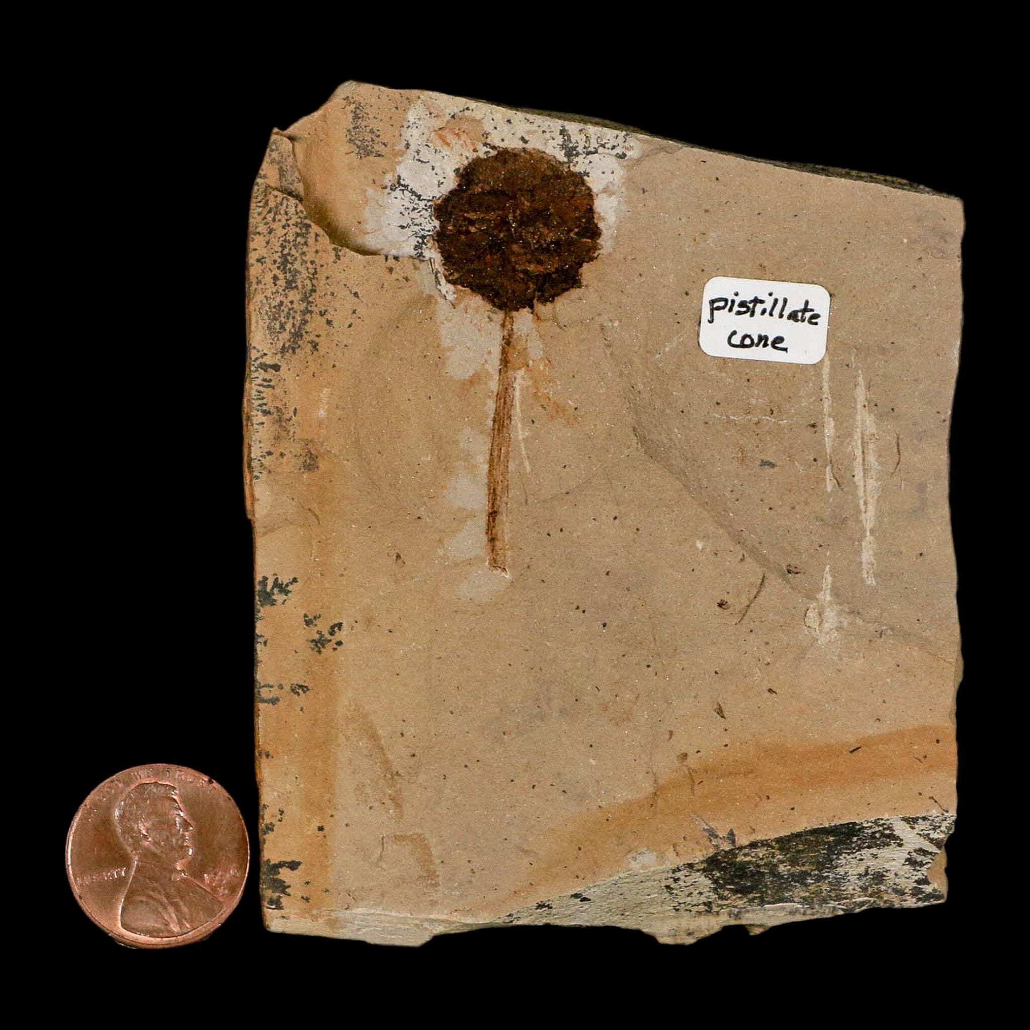 1.6" Rare Fossil Pistillate Cone Metasequoia Dawn Redwood Oligocene Age MT COA - Fossil Age Minerals
