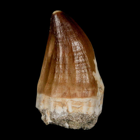 XL 2.3" Mosasaur Prognathodon Fossil Tooth Cretaceous Dinosaur Era COA & Stand