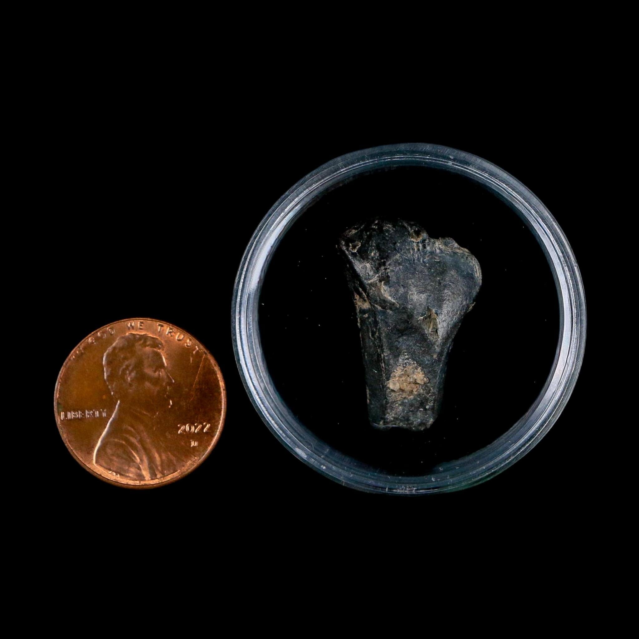 0.9" Ouranosaurus Fossil Tooth Cretaceous Age Iguanodontid Dinosaur Niger