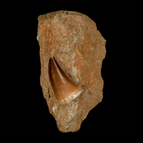 1.4" Mosasaur Prognathodon Fossil Tooth In Matrix Cretaceous Dinosaur Era COA - Fossil Age Minerals