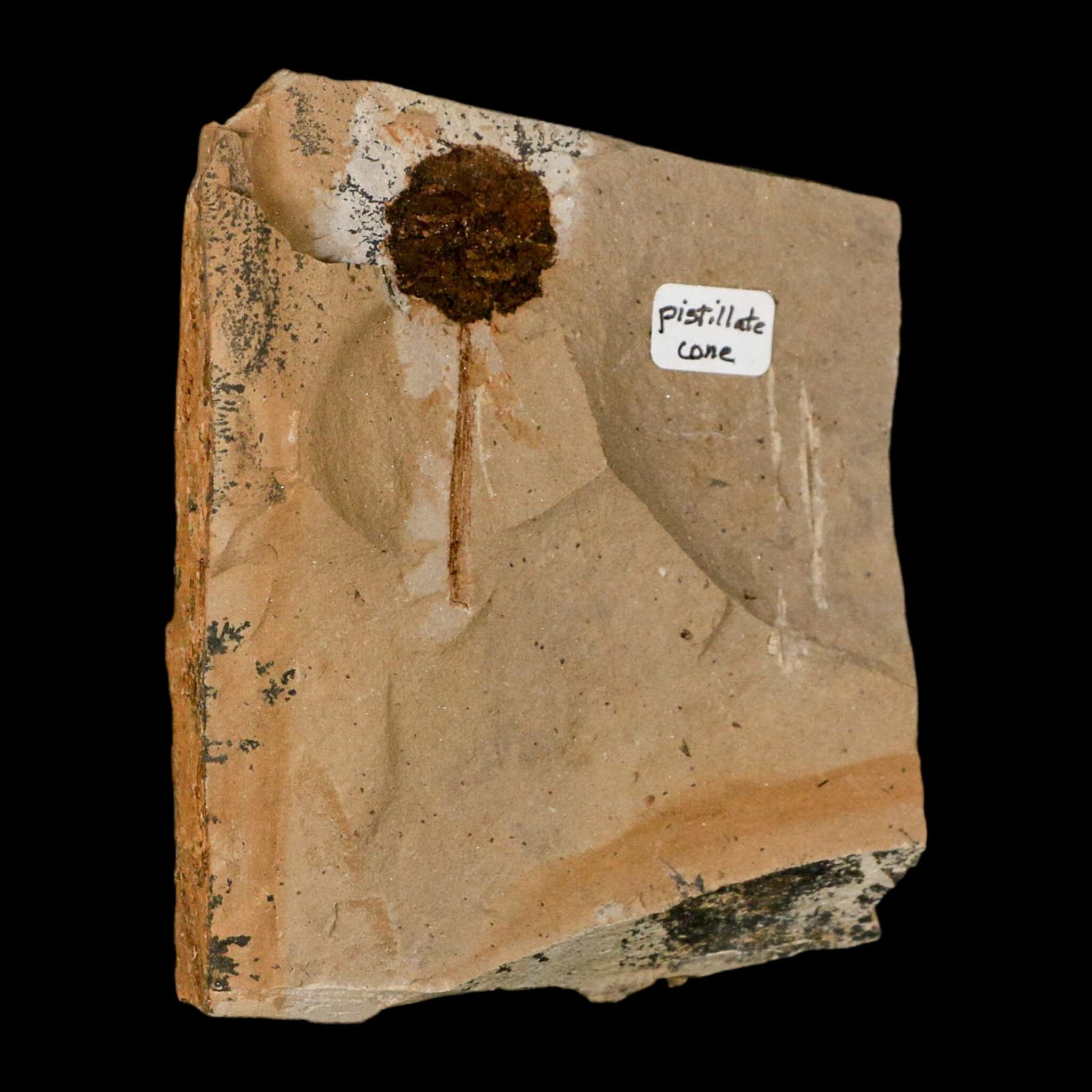 1.6" Rare Fossil Pistillate Cone Metasequoia Dawn Redwood Oligocene Age MT COA - Fossil Age Minerals