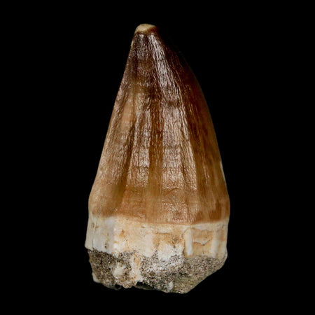 XL 2.3" Mosasaur Prognathodon Fossil Tooth Cretaceous Dinosaur Era COA & Stand