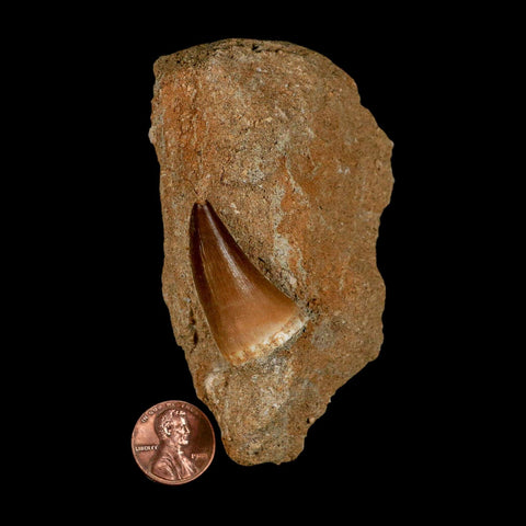 1.4" Mosasaur Prognathodon Fossil Tooth In Matrix Cretaceous Dinosaur Era COA - Fossil Age Minerals